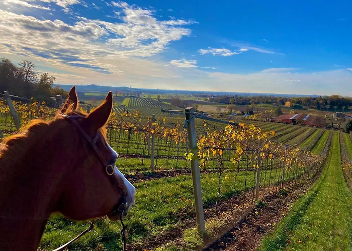 La Pria Wine * Лониго